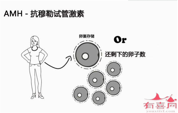 AMH值0.4能做试管婴儿吗