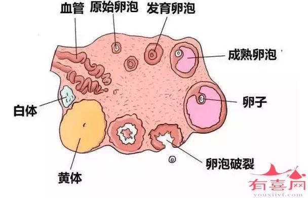 33岁基础卵泡有多少个正常