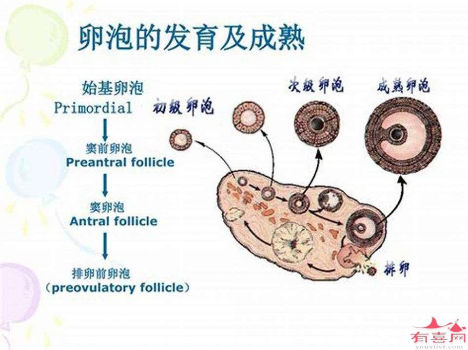 34岁基础卵泡有多少个正常