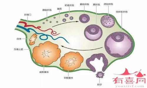 35岁基础卵泡有多少个正常