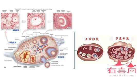 38岁基础卵泡有多少个正常