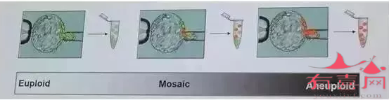 胚胎嵌合分析的重要性