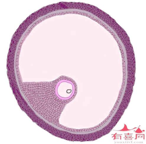 基础卵泡18个做试管婴儿成功率高吗