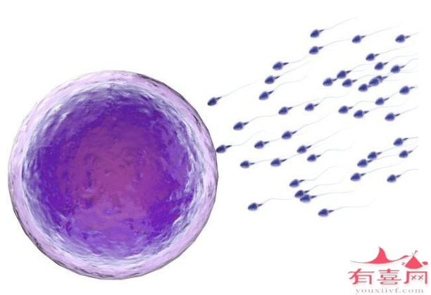 基础卵泡21个做试管婴儿成功率高吗