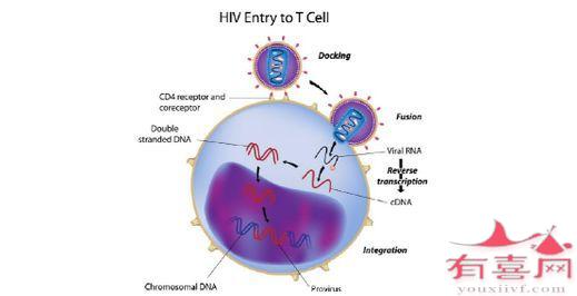 性病cd4 100以下严重吗