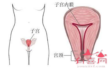 子宫内膜厚度3mm可以移植胚胎吗