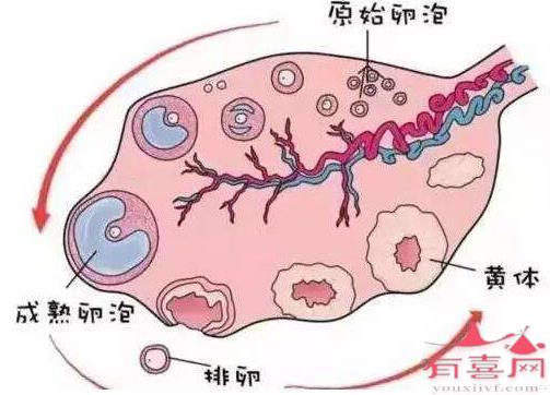 降调后卵泡小怎么调理