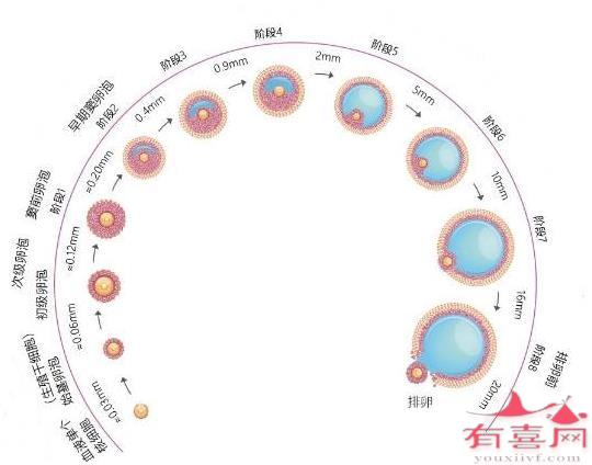 促排后卵泡多少个才算好