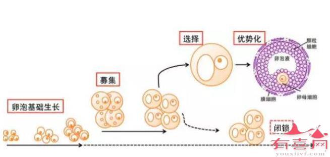 促排后卵泡多少个才算好