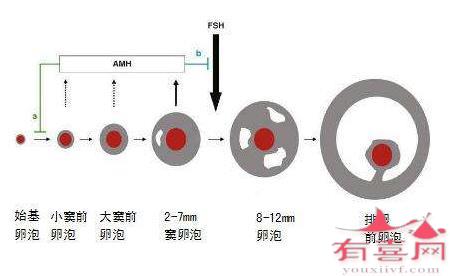 降调后卵泡小怎么调理​效果好