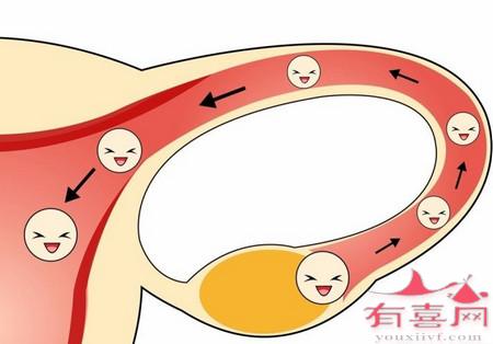 在排卵期如何保养