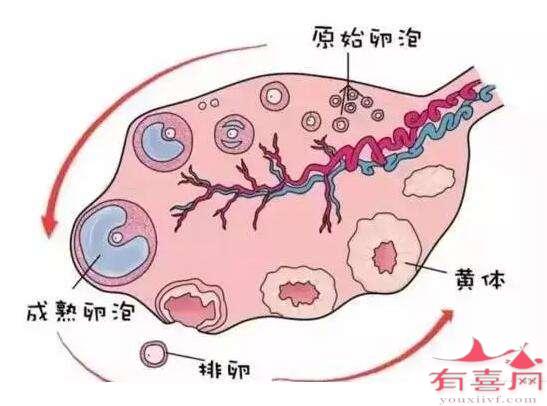 取到空卵子和促排有关吗