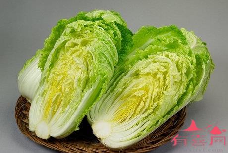 备孕能吃大白菜吗