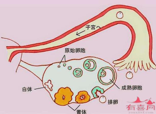 没卵子排出怎么办