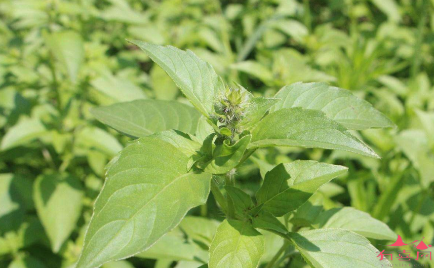 打算备孕能吃荆菜吗