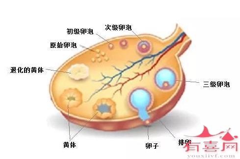 月经期会有卵子在吗