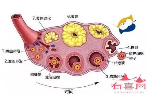 卵子的形成