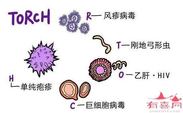 单纯疱疹病毒2型(HSV-11)IgG抗体是什么