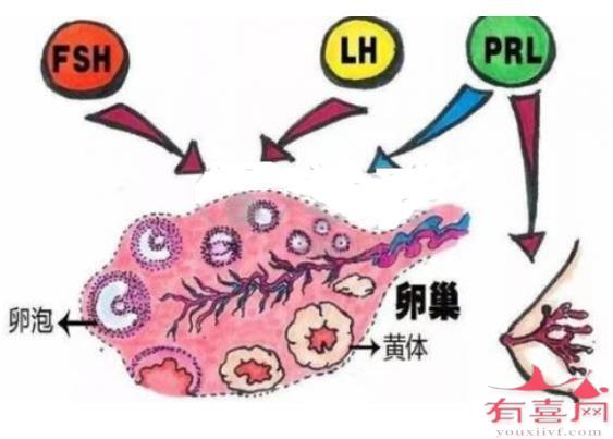 性激素六项怎么判断卵巢早衰