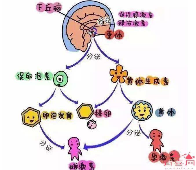 性激素六项紊乱怎么办