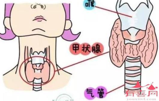 甲状腺与性激素六项的关系