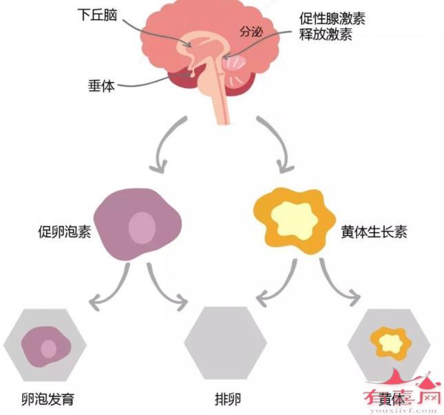 性激素六项检查会出错吗