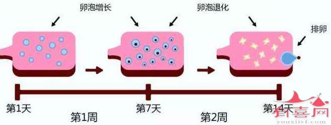 试管卵泡多大可以取