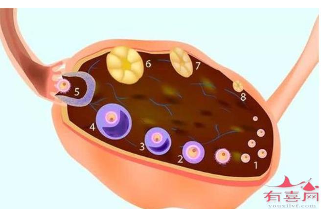 卵泡长不大是什么原因