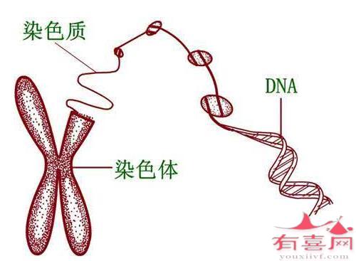 脊肌萎缩症能做试管婴儿吗