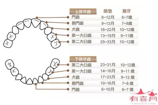 宝宝长牙顺序