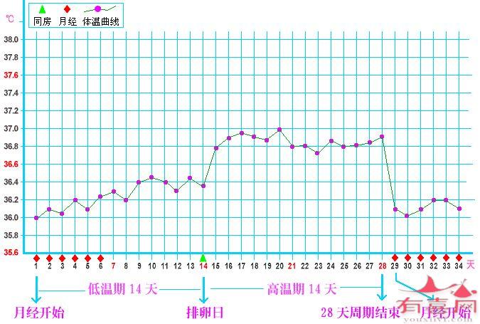 有正常排卵的曲线图