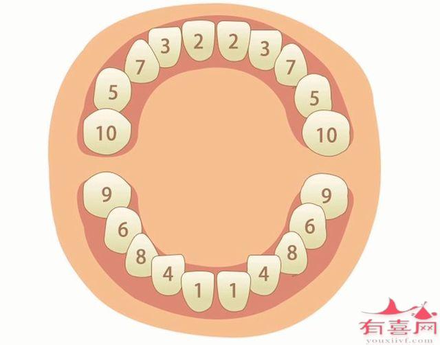 宝宝长牙顺序图