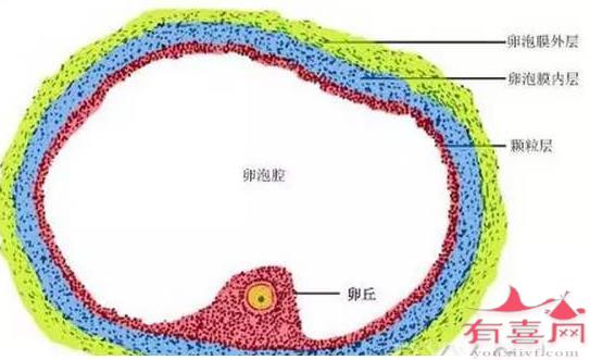 怎么防止卵泡是空泡