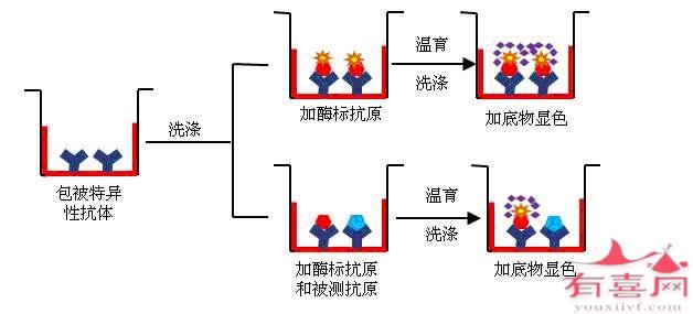 酶免法是什么意思