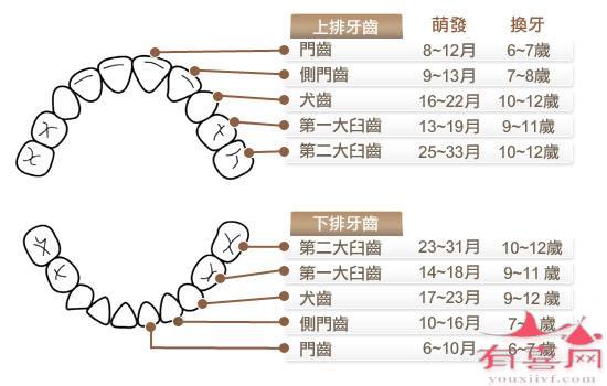 换牙顺序