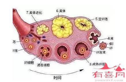 卵泡不成熟怎么回事