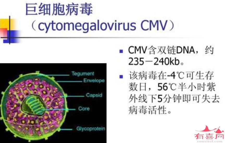 巨细胞病毒igm阳性