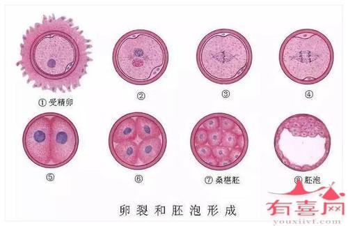 卵裂期胚胎成功率有多高