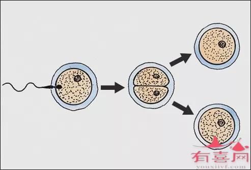 胚胎不卵裂有什么治疗方法