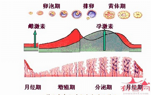 黄体期是什么时候