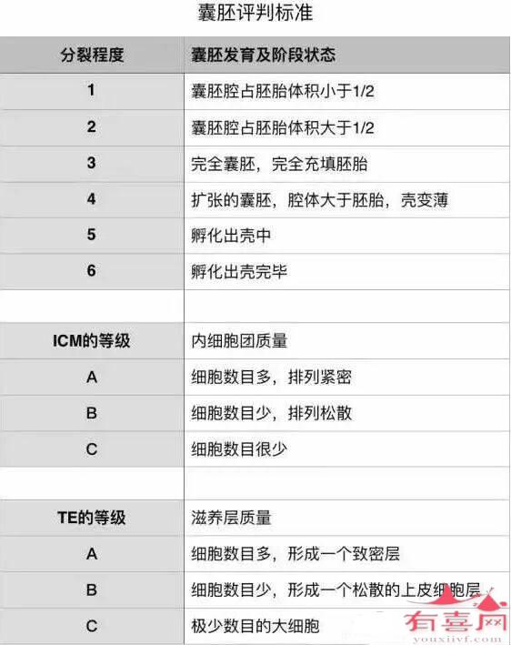 囊胚等级分类