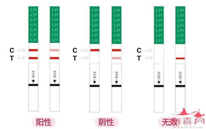 排卵试纸什么时候用