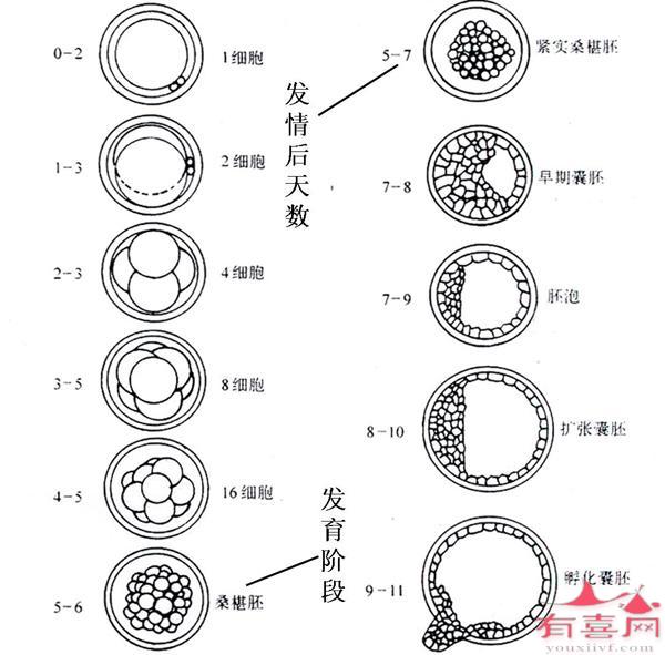 桑椹胚胎属于什么级别