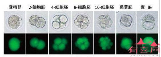 桑椹胚胎级别如何