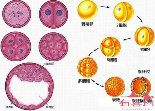 桑椹胚和囊胚成功率对比