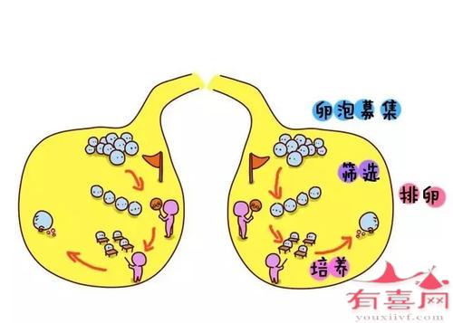 打完破卵针后能运动跳绳吗