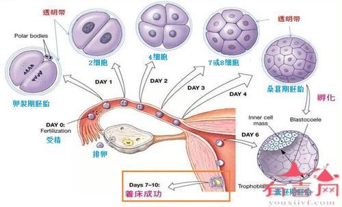 没有输卵管的女性可以自然怀孕吗