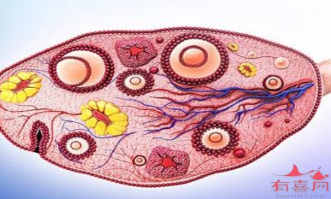 成熟卵泡不排的原因有哪些