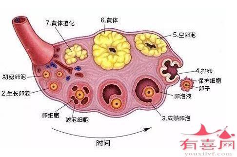 卵泡25x19是黄素化了吗