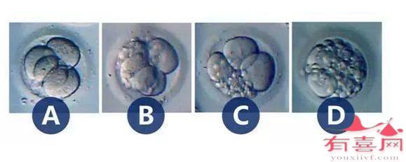 胚胎碎片化是什么意思